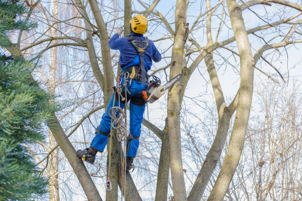 Best Fruit Tree Pruning  in El Verano, CA