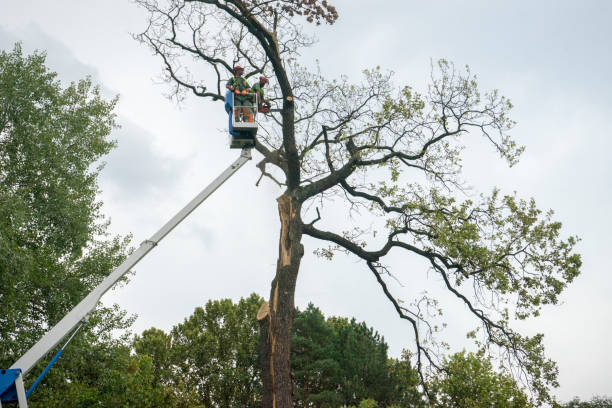 Best Tree Disease Treatment  in El Verano, CA