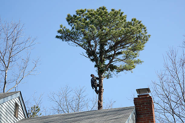 How Our Tree Care Process Works  in  El Verano, CA